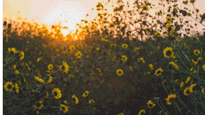 FCPX转场插件50种故障干扰信号差画面损坏抖动转场效果带音效素材-CG资源网 FCPX转场插件50种故障干扰信号差画面损坏抖动转场效果带音效素材