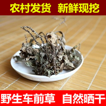 The plantain authentic wild fresh farm plantain grass tea whole grass selection of new goods dry goods no sulfur 500g