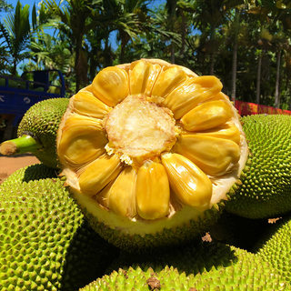 Hainan yellow meat jackfruit fresh fruit whole Hainan specialty non-red meat