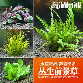 百草园丛生前景草集锦水中叶中前景水草植物活鱼缸造景水族箱造景