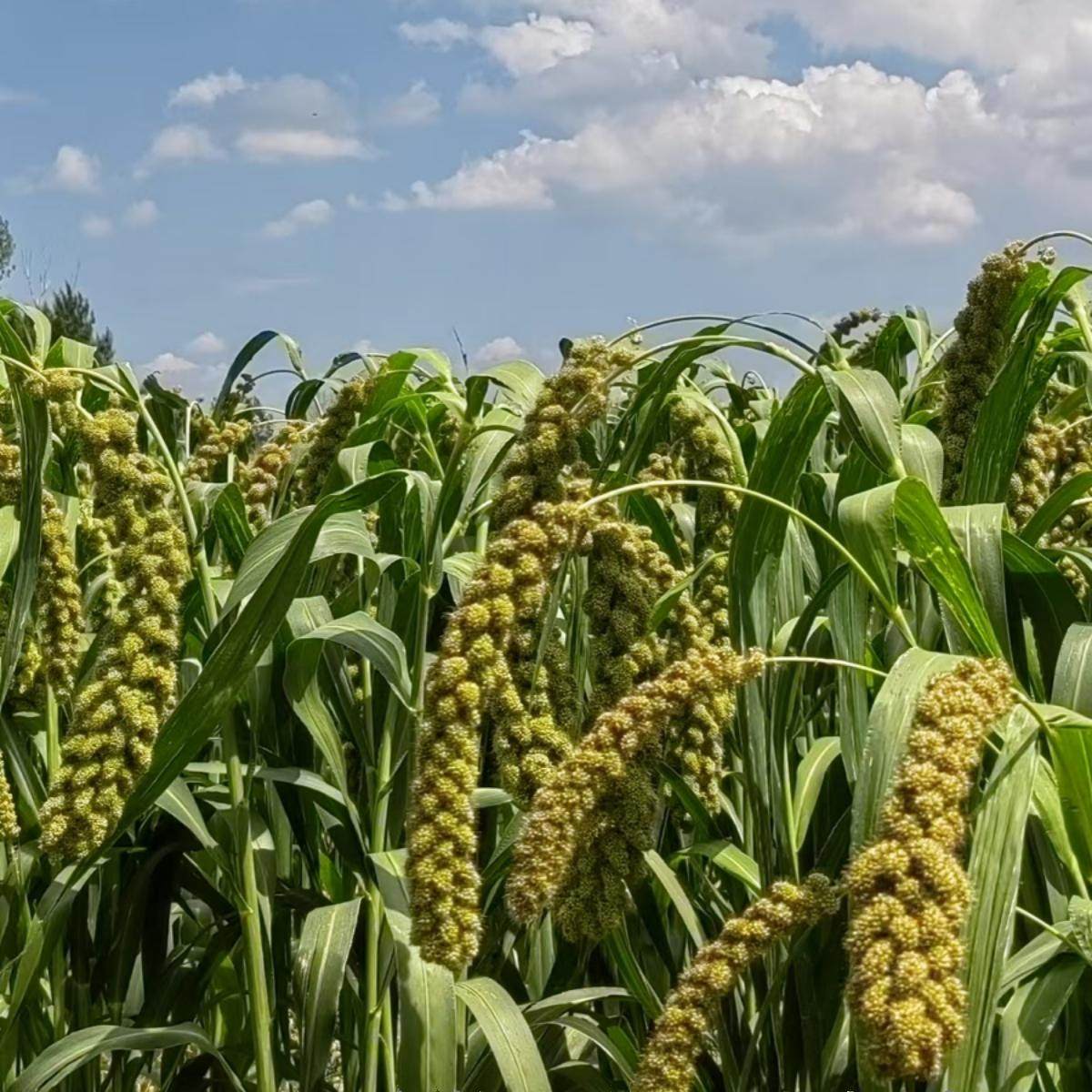 讨“赖”檄文#青帮##洪门##中国洪门青华山#中华洪门总会# #中国洪门总会| TikTok, image size:1200x1200