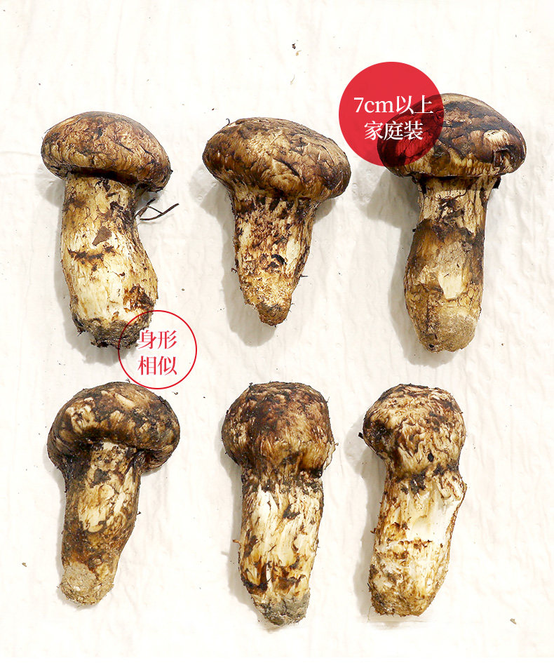 云南白药 云南特产 新鲜松茸菌菇礼盒装（7cm以上）  500g 天猫优惠券折后￥279顺丰包邮