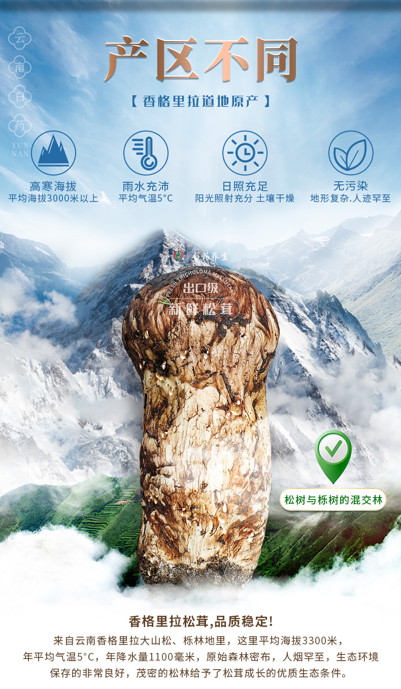 云南白药 出口级 云南野生鲜松茸礼盒 500g 6-8cm 图1