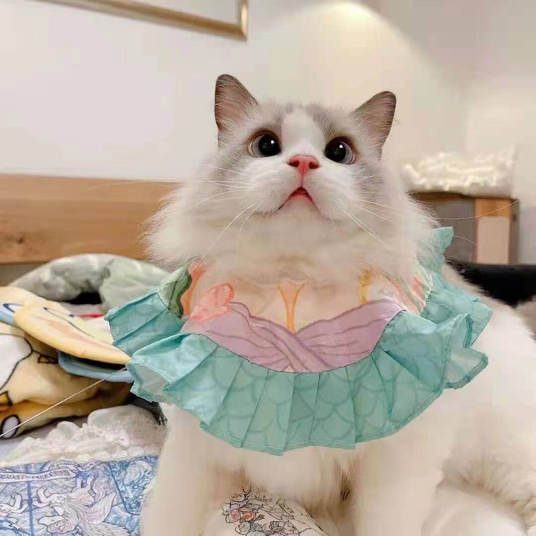 The little kitty's big and beautiful man's fish Ji mouth water chicken (spot for 3 days or so)