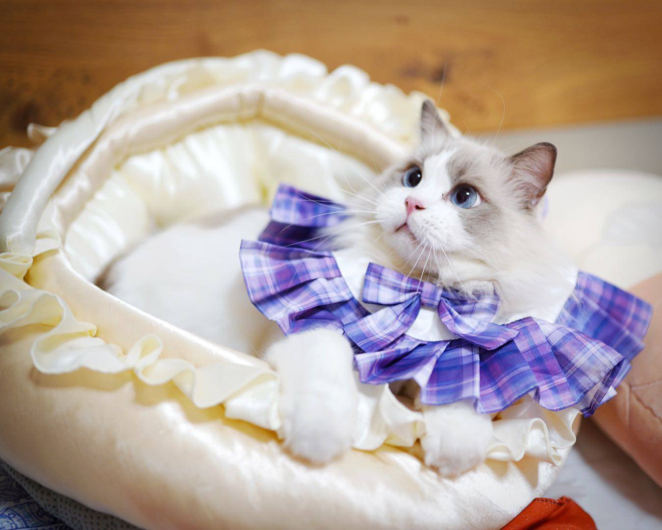 Little Cat's plaid (all booked