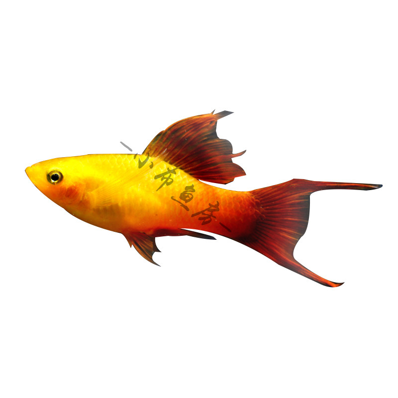 胎生魚集紅黃米奇銀黑瑪麗魚金球瑪麗皮球熱帶魚觀賞魚寵物劍尾魚