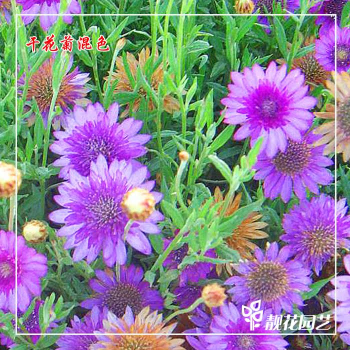 乾燥花菊花卉種子春夏四季可播花種子室內庭院綠化草坪花壇乾燥花素材