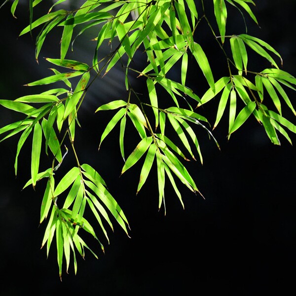 江西青山酒业