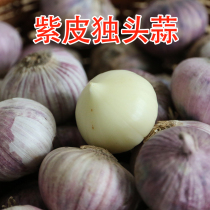 North-East Tieling original old farm purple du tou suan quality 19 99 a pound
