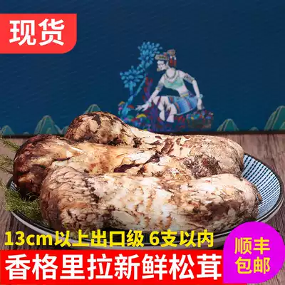 2021 Fresh Pinus chinensis Wild Tricholoma matsutake mushroom Yunnan Bawei Shangri-La Export Grade 13cm above 500g