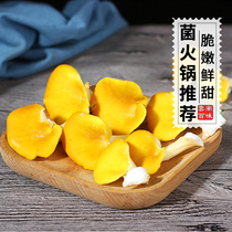 2021 Fresh Chanterelle yellow fungus Fresh wild fungus Edible fungus Mushroom Shiitake mushroom soup hot pot Delicious Mountain Zhen 500g