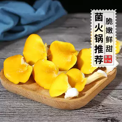 2021 fresh chicken oil yellow fungus fresh Wild Mushroom Mushroom Mushroom mushroom soup hot pot delicious mountain treasure 500g