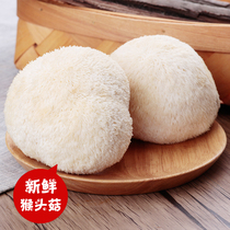 Fresh monkey head mushroom Yunnan Baiwei Mountain Zhen monkey head mushroom Monkey head mushroom edible mushroom Non-shiitake mushroom dry goods 500g