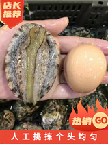 Sea Cucumber Dry Cargo Abalone box Loaded Quick Hair Non Ready-to-eat Fresh Produce Seafood High Gear Gift Gift Gift Gift Box