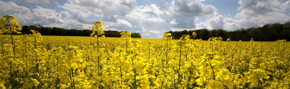 嘉信盈泰内盘期货标准投资账户，嘉信盈泰内盘期货投资顾问，嘉信盈泰公司正规吗