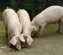 农作物价格正在被推升至历史新高，市场投机性泡沫越演越烈，甚至推动了整个大宗商品市场大范围上涨