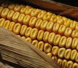 春节过后，受玉米现货上涨带动，玉米1805合约增仓上行。本周，抛储政策提前出台预期升温，多空分歧加大，预计玉米1805合约上行阻力将增加