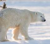 周二美股收盘上涨，日内近期无重要数据，且预计美联储本周将维稳利率，市场更多注意力放在中期选举...