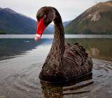 随着疫情利空导致油价持续暴跌，做空石油的交易也正在激增，对冲基金押注中国新型冠状病毒疫情限制出行，将威胁全球对燃料油和其他油品的需求。上周五公布的数据显示...