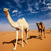 OPEC在经过一年多的团结之后，正在分裂成两个阵营