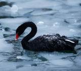 受到贸易摩擦升级的影响，具有“黑天鹅指数”之称的偏斜指数上周五收盘上破150点，有望创下历史新高，令市场对30天内发生黑天鹅事件的担忧加剧...