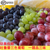 Xinjiang Turpan grape fresh fruit three-color non-nuclear White Black Beauty new Yu grape pregnant woman raiser