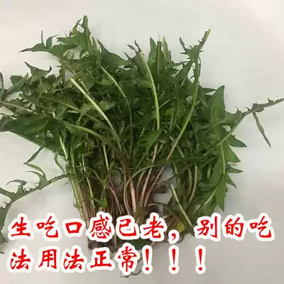 Northeast mountain vegetables fresh mountain wild vegetables wild boddings dandelion dip Pickles 250g now dig 4 Shunfeng