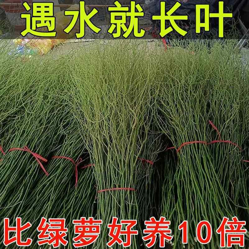 龙柳鲜枝水培植物，如何打造家居小清新？🌿深度测评与分享-食虫植物-淘宝好物网