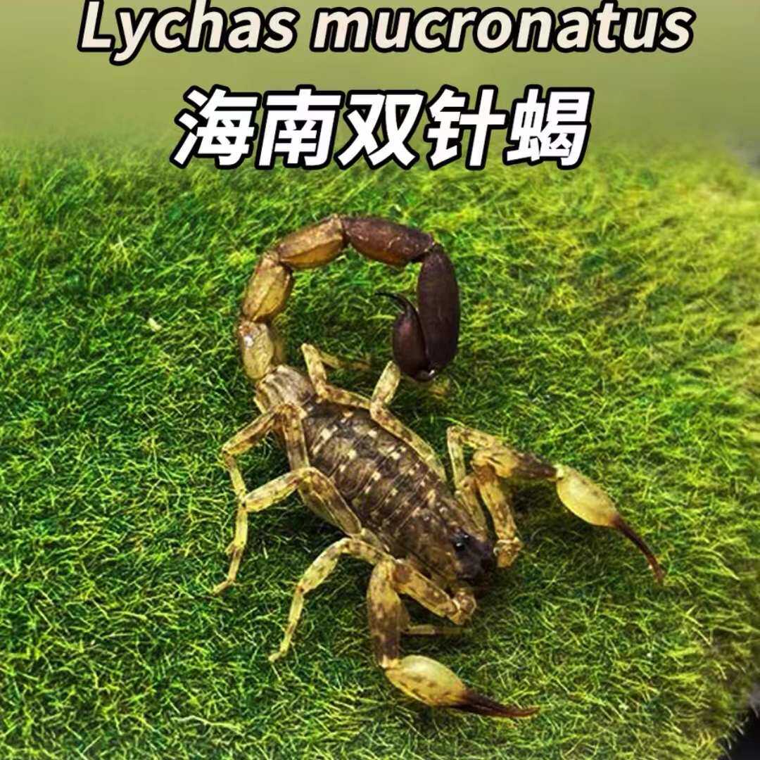 海南双针蝎：5厘米新手宠物蝎子，活体蝎雨林蝎，国产狼蝎的秘密生活！-蝎类-淘宝百科网