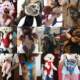 Classic Pet Travel Backpack, Cat and Dog Backpack, Dog Chest Bag, Portable Breathable Pet Backpack, Supplied by the Manufacturer