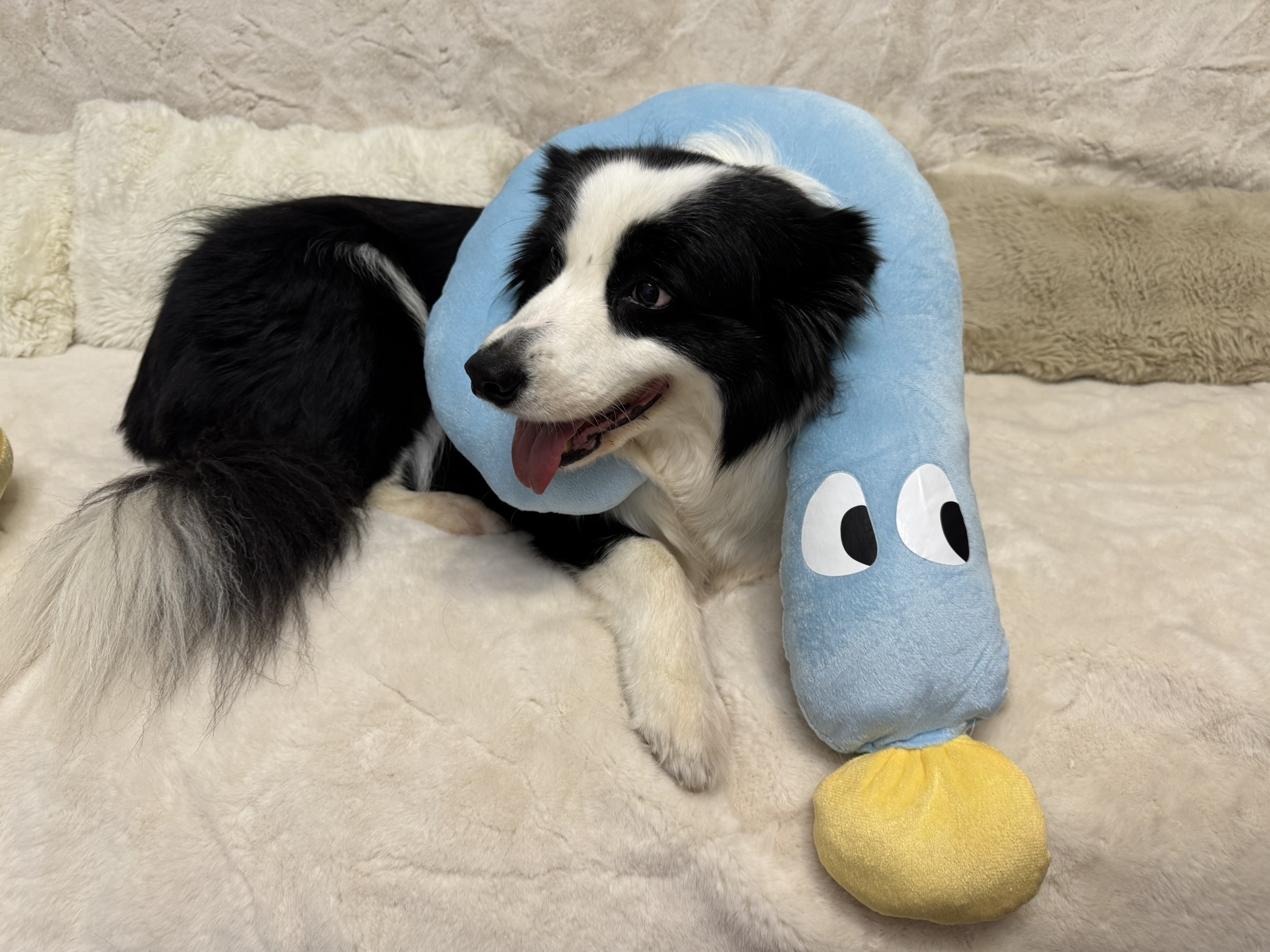 pet pillow