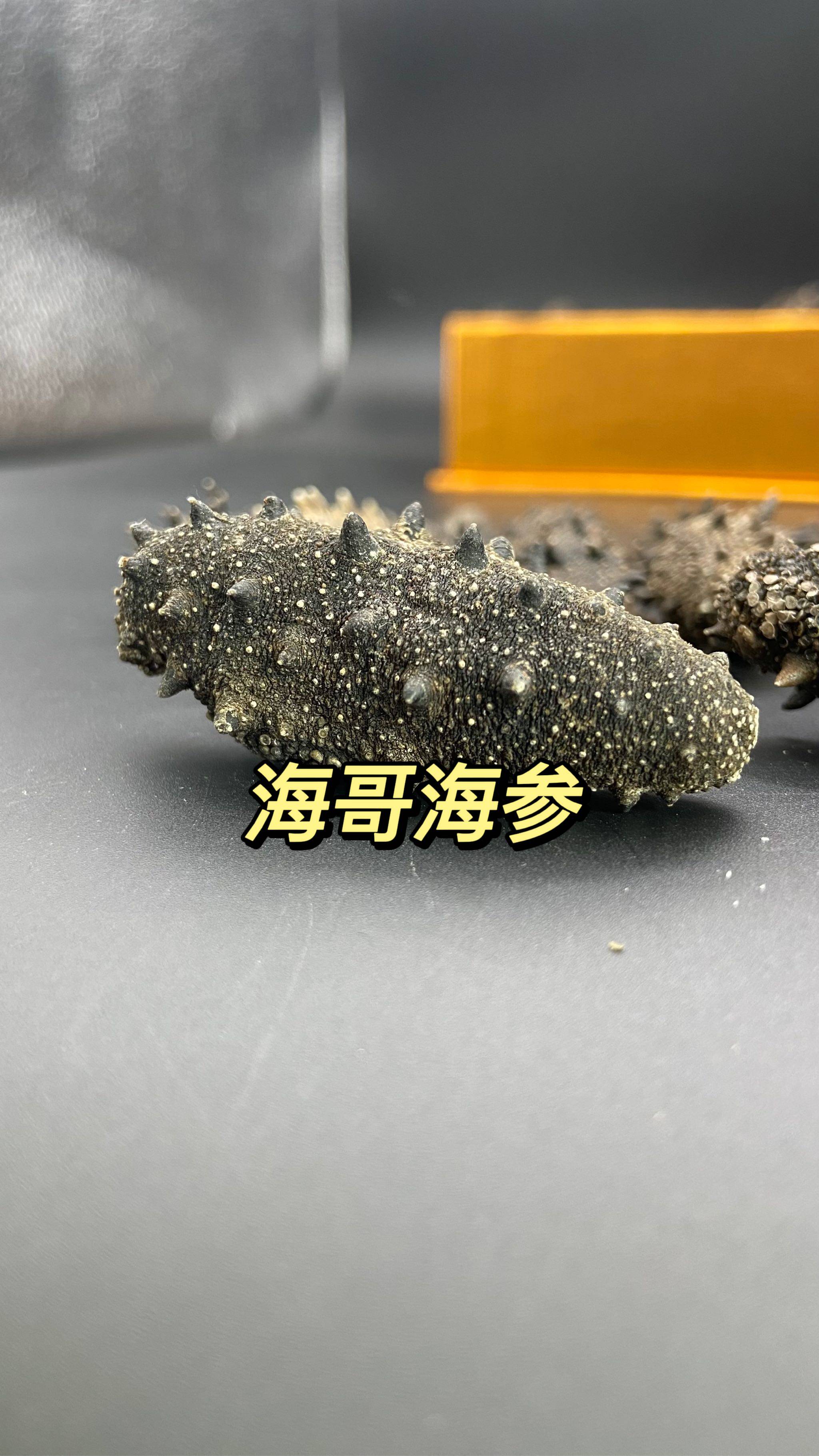 海哥海参