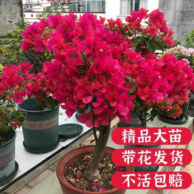 三角梅老桩盆栽爆花实录！四季开花墙角变花园？养它真的不亏！-红掌