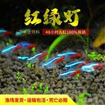 Lazy water plant entry-level oxygenated freshwater four-season fish tank green plant aquatic plant fish tank decoration simulation