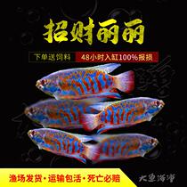 Blood Lili colorful Lili Thailand Lili grass tank freshwater fish novice lucky fish pet easy to maintain and live without oxygen