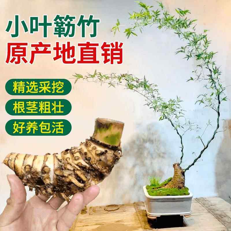 小叶簕竹盆景,如何打造室内绿洲?大号青皮勒竹老桩详解-食虫植物-淘宝好物网