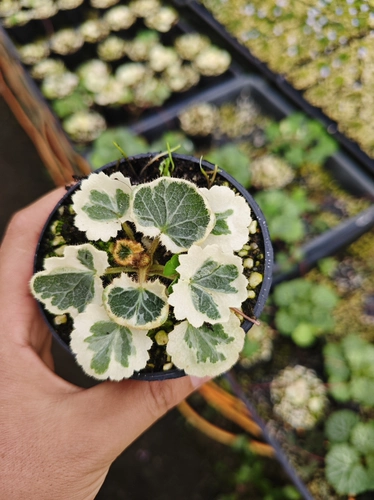 Японские семи изменений Tiger Wargrass обнаружена в мутации белая пятнистая горная дикая трава