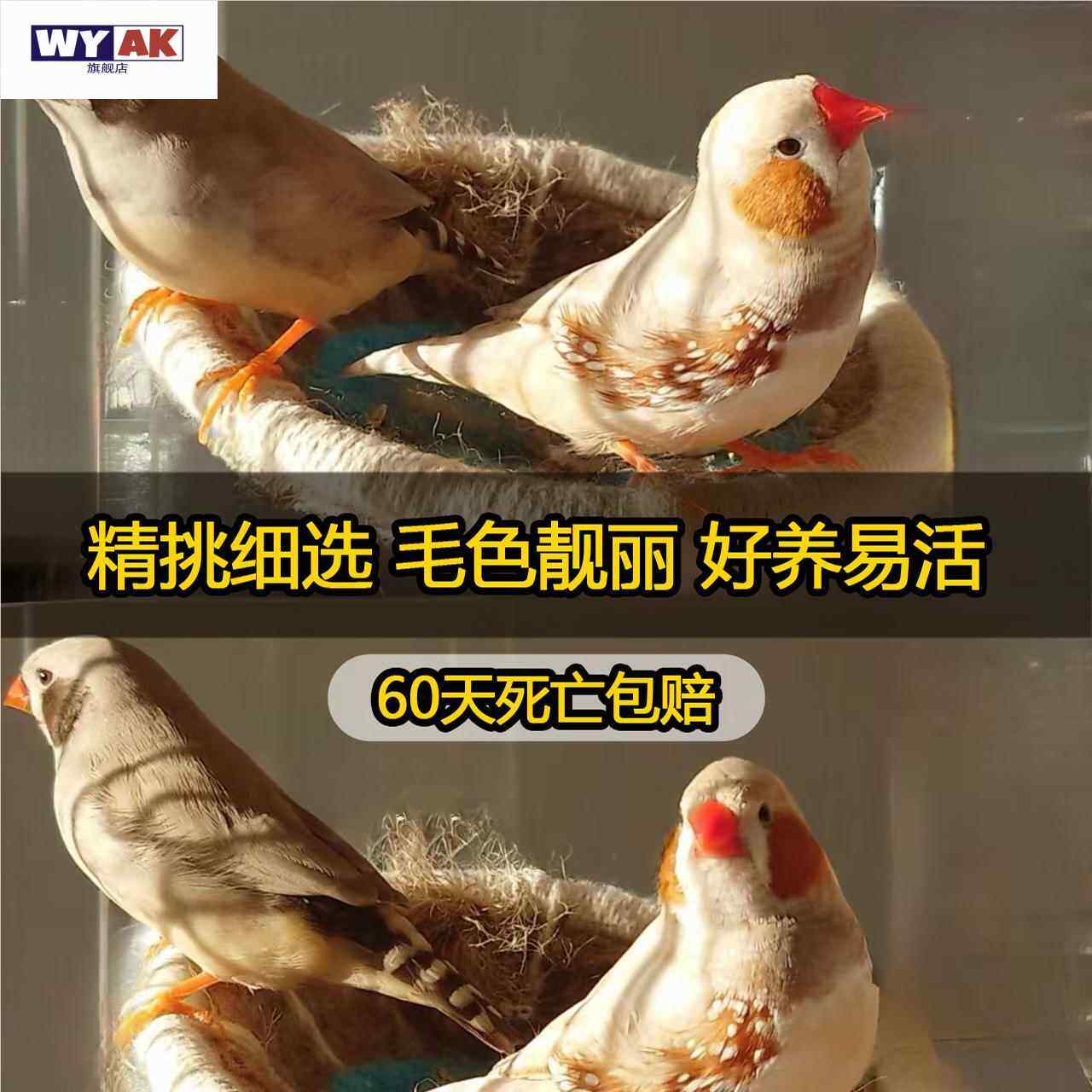 鹦鹉活鸟一公一母，家养宠物如何选择？🐦深度解析与建议-鸟-淘宝好物网