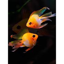 Jinbozi short snapper peach heart long tail ornamental fish freshwater fish tropical fry Dutch Phoenix snapper Avatar