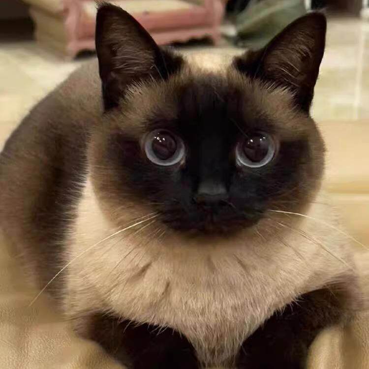 🐾 独特军绿色暹罗幼猫 🐾 - 宠物生活新选择!-猫咪-淘宝好物网