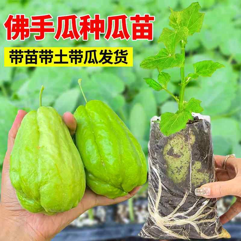 佛手瓜种瓜苗老瓜发芽，带芽的新鲜当季青皮龙须菜瓜苗可以吃吗？-食虫植物-淘宝好物网