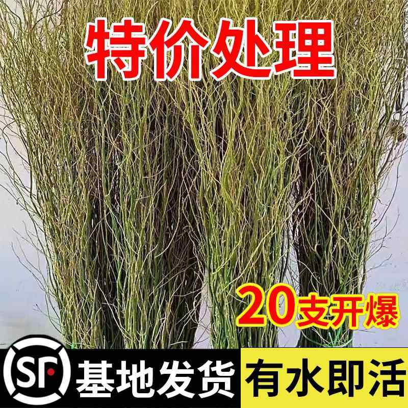 龙柳鲜枝水培植物，枯木逢春的秘密🌿你家也能拥有国风绿植！-食虫植物-淘宝好物网