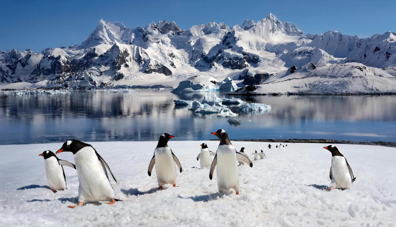 North or South Antarctica