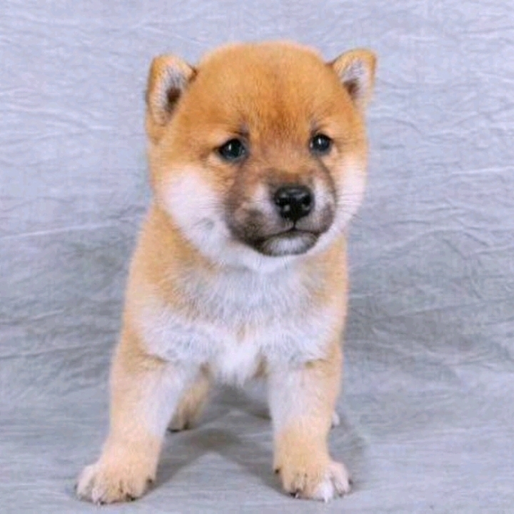 全部 純種日本柴犬幼犬小型犬活體寵物狗寵物毛長 短毛狗