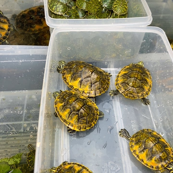 Let's choose a high-quality flame together