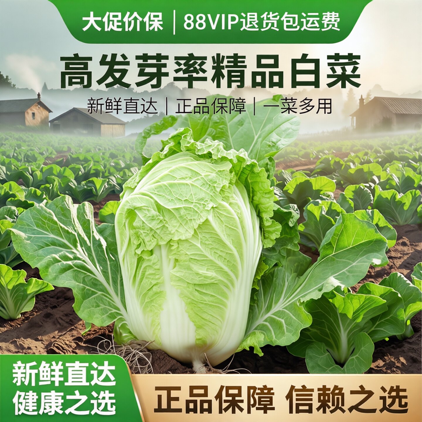 山东老品种大白菜种子大全种籽籽冬早熟高产四季农家蔬菜菜籽耐热 - 实物图