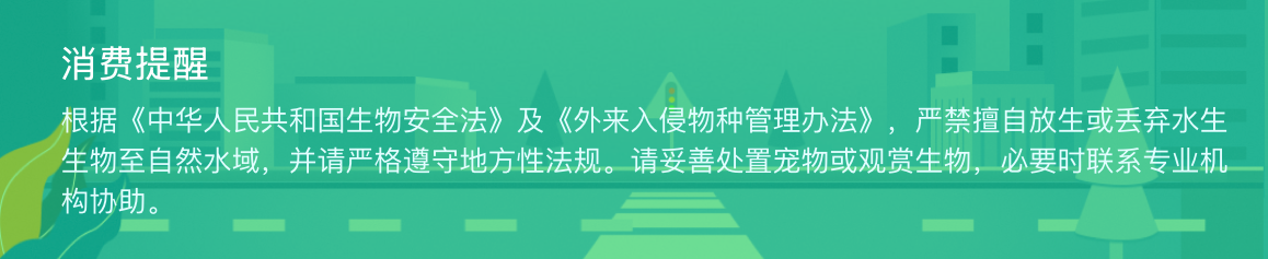 龙鱼活体印尼红龙鱼观赏鱼幼鱼热带鱼大型活体鱼红龙鱼金龙鱼活鱼 detail 18