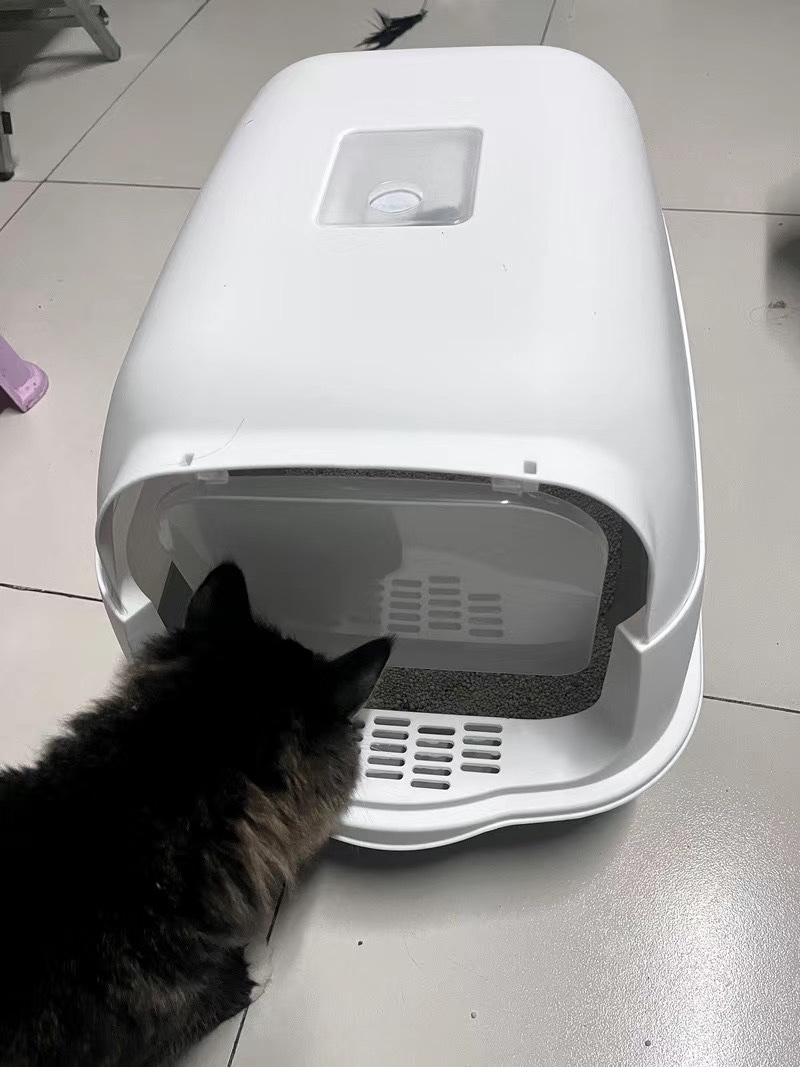 litter box