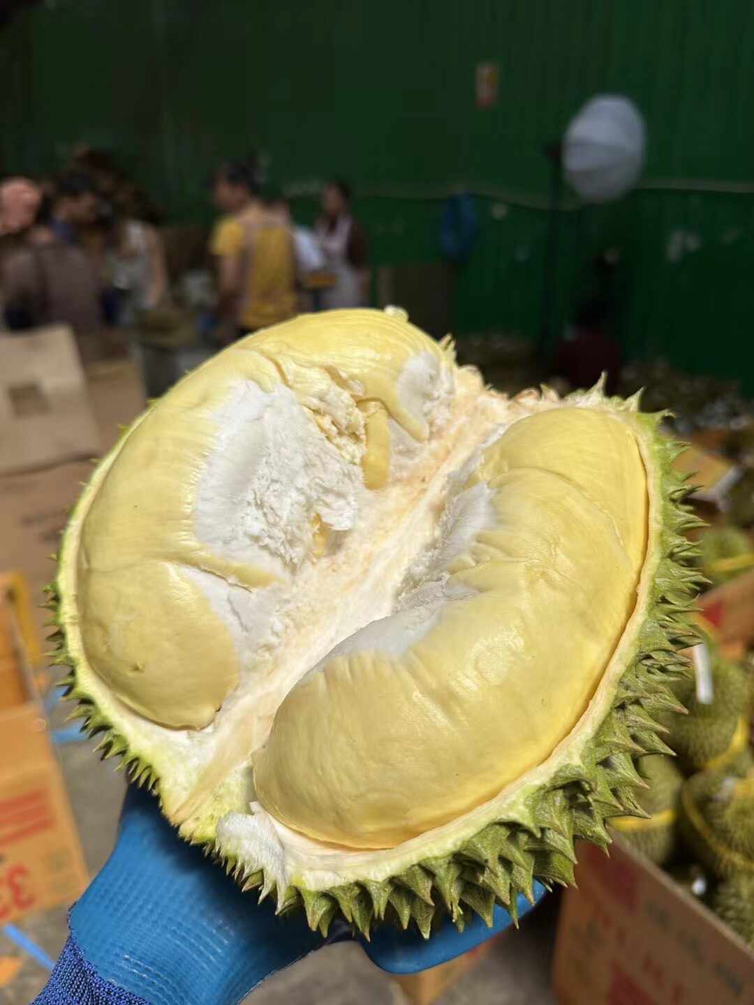 タイ直輸入ドリアン 約10kg 送料無料 タイ直輸入ドリアン 約10kg 送料無料 楽天市場】XL（ドリアン