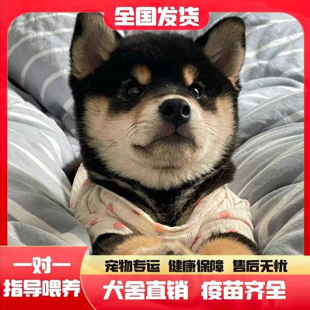 四眼小黑狗：中华田园犬的守护力量🔍-狗狗-淘宝好物网